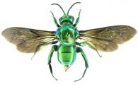 Exaerete frontalis Guérin-Méneville, 1845