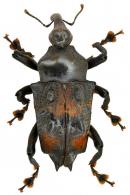 Cratosomus varicosus  (Pallas, 1781)