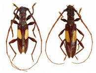 Gnomibidion fulvipes   (Thomson, 1865) ♂ & ♀
