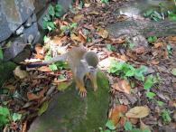 Animaux 