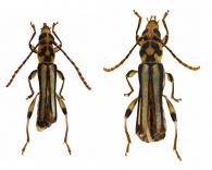 Odontocera trisignata  Gounelle, 1911 ♂ & ♀ 