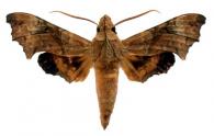 Aleuron neglectum  Rothschild & Jordan, 1903