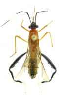 Alydidae Gen sp1