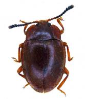 Anidrytus sp1
