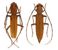 Neoeme opaca  Zajciw, 1958 ♂ & ♀