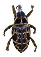 Zygops ligatus Boheman, 1838