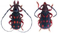 Streptolabis hispoides    Bates, 1867 ♂ & ♀