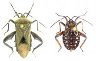 Coreidae Gen sp6
