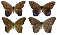 Antirrhea taygetina rodwayi  Hall, 1939  ♂ & ♀
