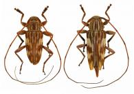 Nyssodrysternum hovorei Monné & Tavakilian, 2011  ♂ & ♀