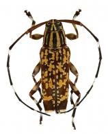 Colobothea juncea  Bates, 1865