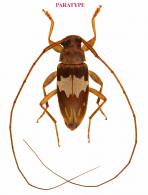 Lepturgantes simplex Roguet, 2023  PARATYPE