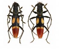 Tropidion erytrhurum  Martins, 1962 ♂ & ♀