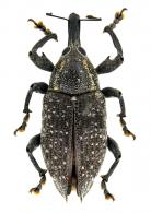 Hilipinus acutissimus  (Boeheman, 1843)