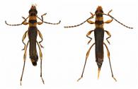 Eclipta notatipes   (Tavakilian & Penherrera-Leiva, 2003) ♂ & ♀