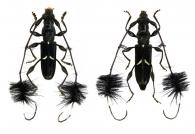 Cosmisoma fasciculatum  (Olivier, 1795) ♂ & ♀