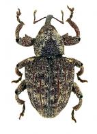 Curculionidae Gen sp114