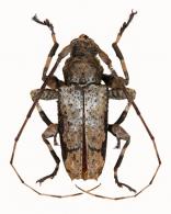 Oreodera basicretata Neouze & Tavakilian, 2010