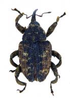 Eubulus sp26