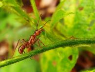 Formicidae Gen sp