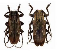 Hesychotypa liturata  (Bates, 1865)   ♂ & ♀
