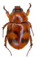Cyclocephala sardadebiae  Dechambre, 2005