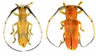Ybyrarema irundisa (Galileo & Martins, 2001) ♂ & ♀