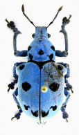 Erycydeus schoenherri  (Perty 1832)