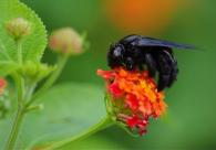 Apidae Gen sp 