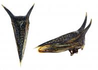 Hemikyptha durantoni Arnaud 2002