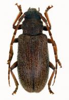 Drycothaea angustifrons  (Breuning, 1943)