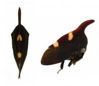 Enchenopa sp3