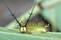 Catonephele acontius