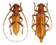 Paraliostola durantoni   Tavakilian & Monné, 1991  ♂ & ♀