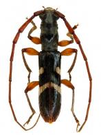 Neoibidionini Gen sp G78