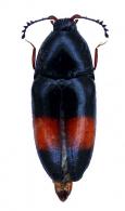 Drapetes sp1