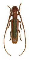 Agapanthiini ? Gen sp G522