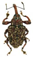 Curculionidae Gen sp104