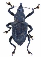 Conoderinae Gen sp8