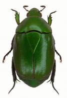 Pseudomacraspis affinis  (Laporte, 1840)