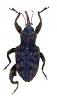 Hedycera megamera  Pascoe