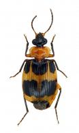 Lebia (Lebia) charina Bates, 1878 cfr.