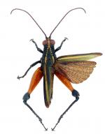 Caelifera Gen sp 1