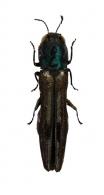 Agrilus sp5