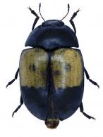 Typocephalus dimidiatus Olivier, 1792
