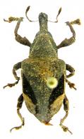 Rhineilipus cuvieri   (Boheman, 1843)