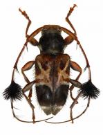 Cosmotoma adjunctum  (Thomson, 1860)