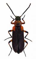 Stenochiinae Gen sp67