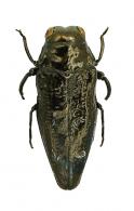 Taphrocerus sp4
