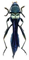 Sphecomorpha chalybea  Newman, 1838